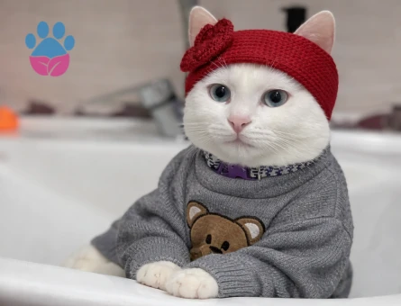 Tekir uysak kedime Eş Arıyorum