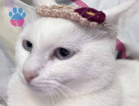 Tekir uysak kedime Eş Arıyorum