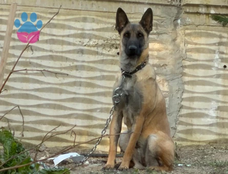 Dişi belçika malinosi