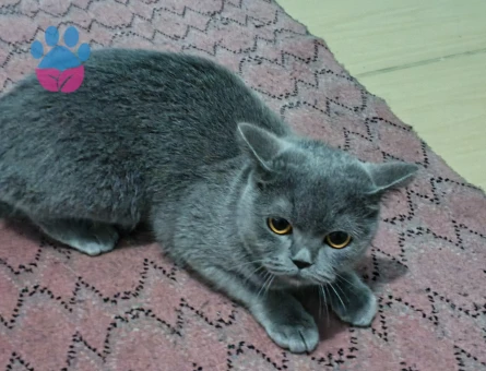 British Shorthair 1 Yaşında Dişi Kedim Eş Arıyor