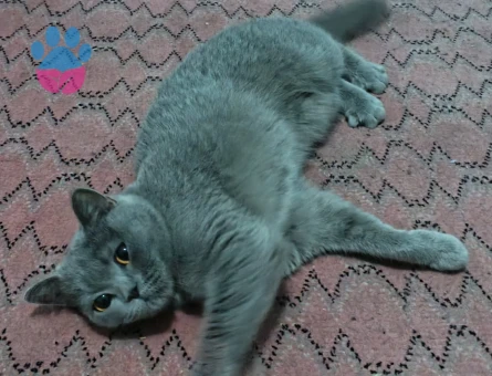 British Shorthair 1 Yaşında Dişi Kedim Eş Arıyor