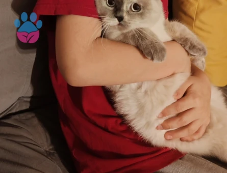 Scottish Fold Kızıma Eş Arıyorum 11 Aylık