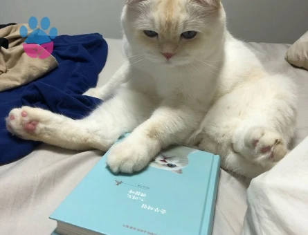 Dişi Beyaz Bristih Veya Scotish Arıyorum Oğlum Peraya