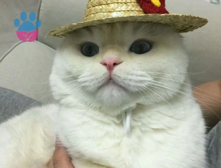 Dişi Beyaz Bristih Veya Scotish Arıyorum Oğlum Peraya