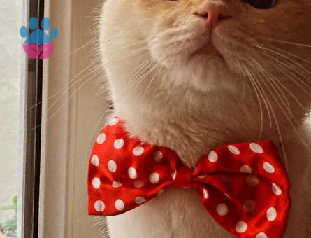 Dişi Beyaz Bristih Veya Scotish Arıyorum Oğlum Peraya