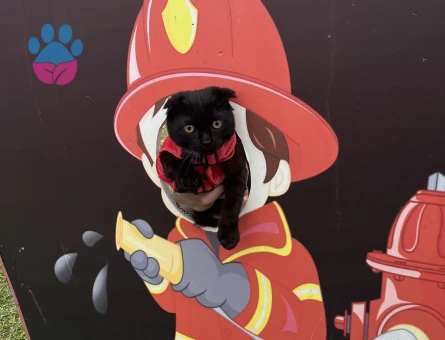 Scotish Cinsi Erkek Kedime Eş