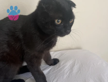 Scotish Cinsi Erkek Kedime Eş