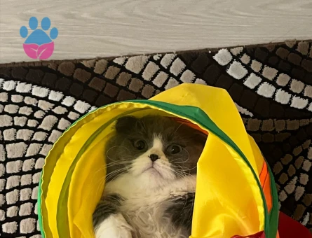 Oğluma eş arıyoruz