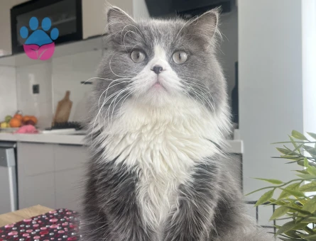 Oğluma eş arıyoruz