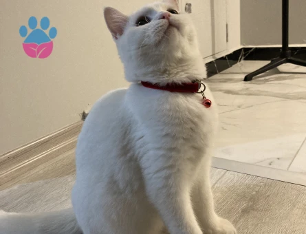 Oğluma eş arıyorum