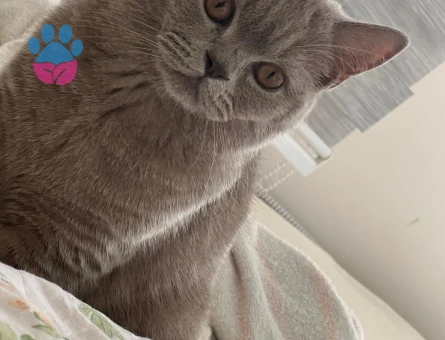 British oğlumuza eş arıyoruz