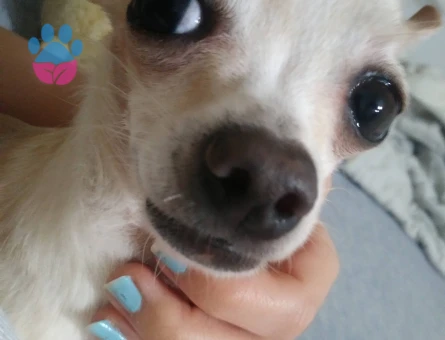 Chihuahua erkek köpeğime eş arıyorum