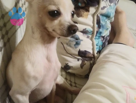 Chihuahua erkek köpeğime eş arıyorum