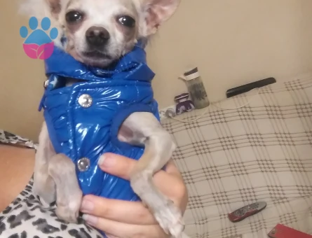 Chihuahua erkek köpeğime eş arıyorum