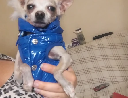 Chihuahua erkek köpeğime eş arıyorum - 118983917