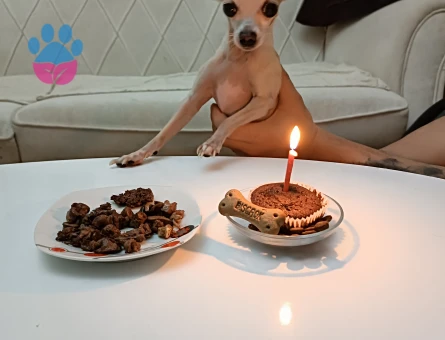 Chihuahua erkek köpeğime eş arıyorum