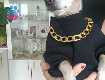 Chihuahua erkek köpeğime eş arıyorum