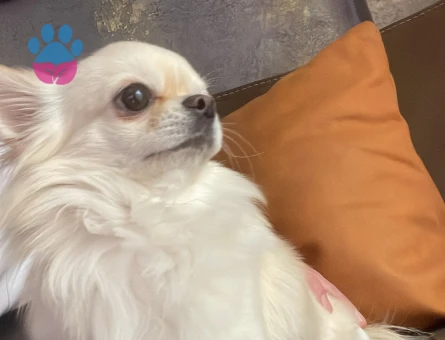 Chihuaha 2 Yaşında Longhair Yavrumuza Eş Arıyoruz