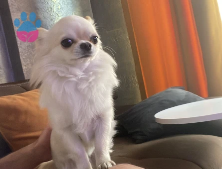 Chihuaha 2 Yaşında Longhair Yavrumuza Eş Arıyoruz