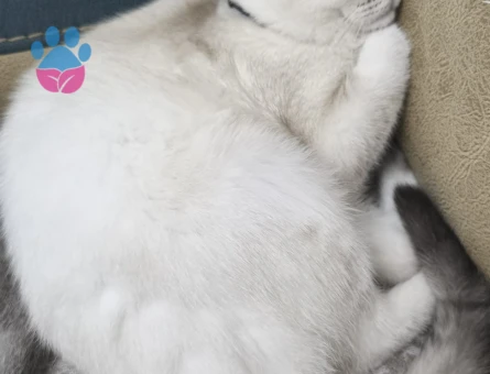 British Shorthair Kedime British Eş Arıyorum