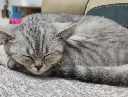 British Shorthair Kedime British Eş Arıyorum
