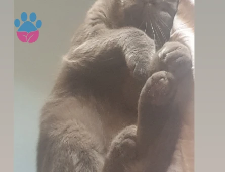 British Shorthair Oğluma gelin arıyoruz