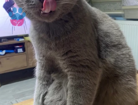 British Shorthair Oğluma gelin arıyoruz