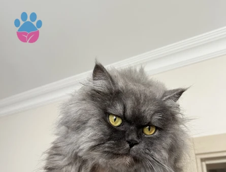British Longhair Kedime Damat Adayı Arıyoruz