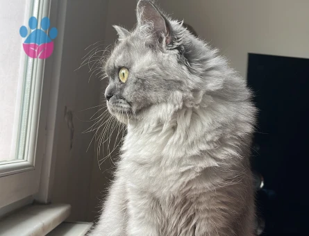 British Longhair Kedime Damat Adayı Arıyoruz
