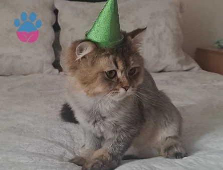 Rıfkı bey dişisini arıyor