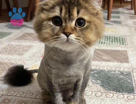 Rıfkı bey dişisini arıyor