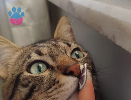 Tekir Kedime Eş Arıyorum 2 Yaşında