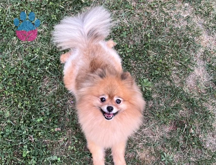 Dişi Pomeranian’ıma Eş Arıyorum
