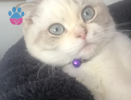 Scottish Kızıma Eş Arıyorum