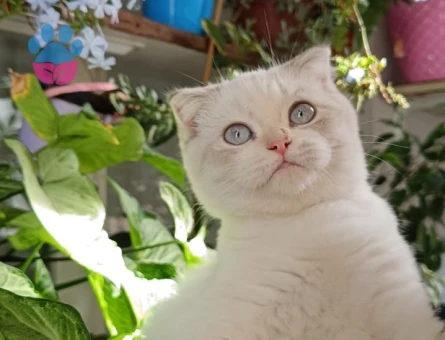 Scottish Kızıma Eş Arıyorum