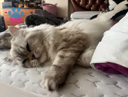 British Longhair 1 Yaşında Eş Arıyor