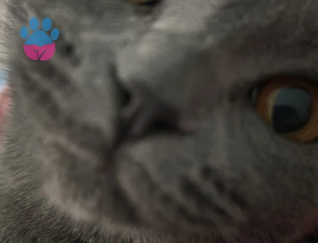 British kızım Luna eş arıyor