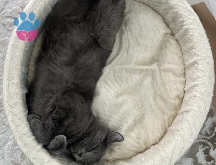 British kızım Luna eş arıyor