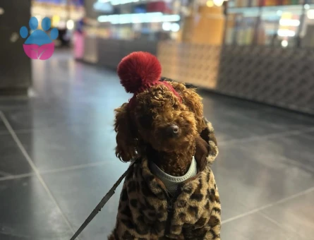 Poodle cinsi erkek köpeğime eş arıyorum