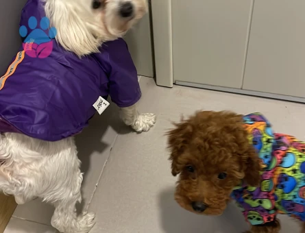 Poodle cinsi erkek köpeğime eş arıyorum