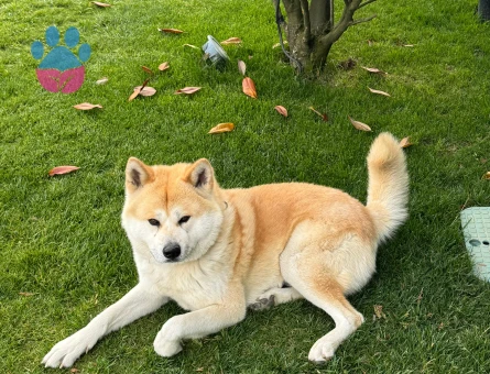 Oğlumuz MAX için kızınıza talibiz