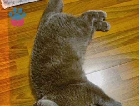 1 yasinda gri scottish ogluma es ariyorum