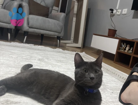 Rus blue erkek kedi
