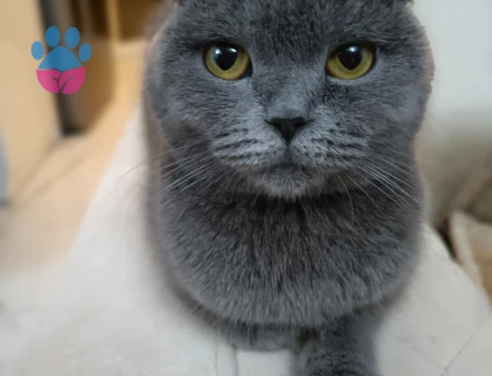 Scottish Fold Dişi Kedime Eş Arıyorum