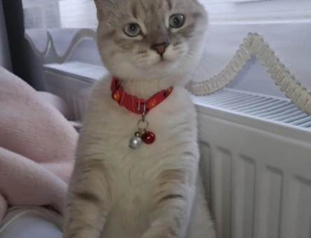 British Shorthair Kedim İçin Eş Arıyorum - 118984242