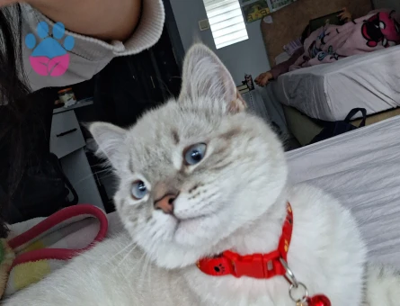 British Shorthair Kedim İçin Eş Arıyorum