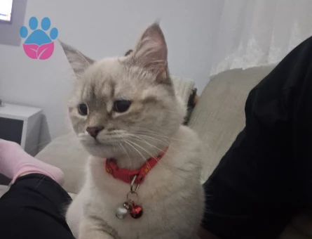 British Shorthair Kedim İçin Eş Arıyorum