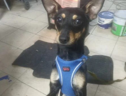 Minyatür Pinscher 1 Yaşında Eş Aranıyor - 118984243