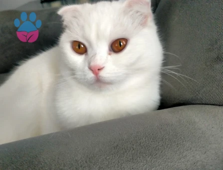 Scottish Fold 11 Aylık Dişi
