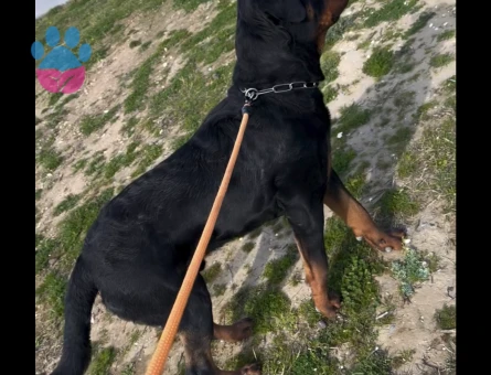 Oğluma Secereli Rottweiller eş arıyorum